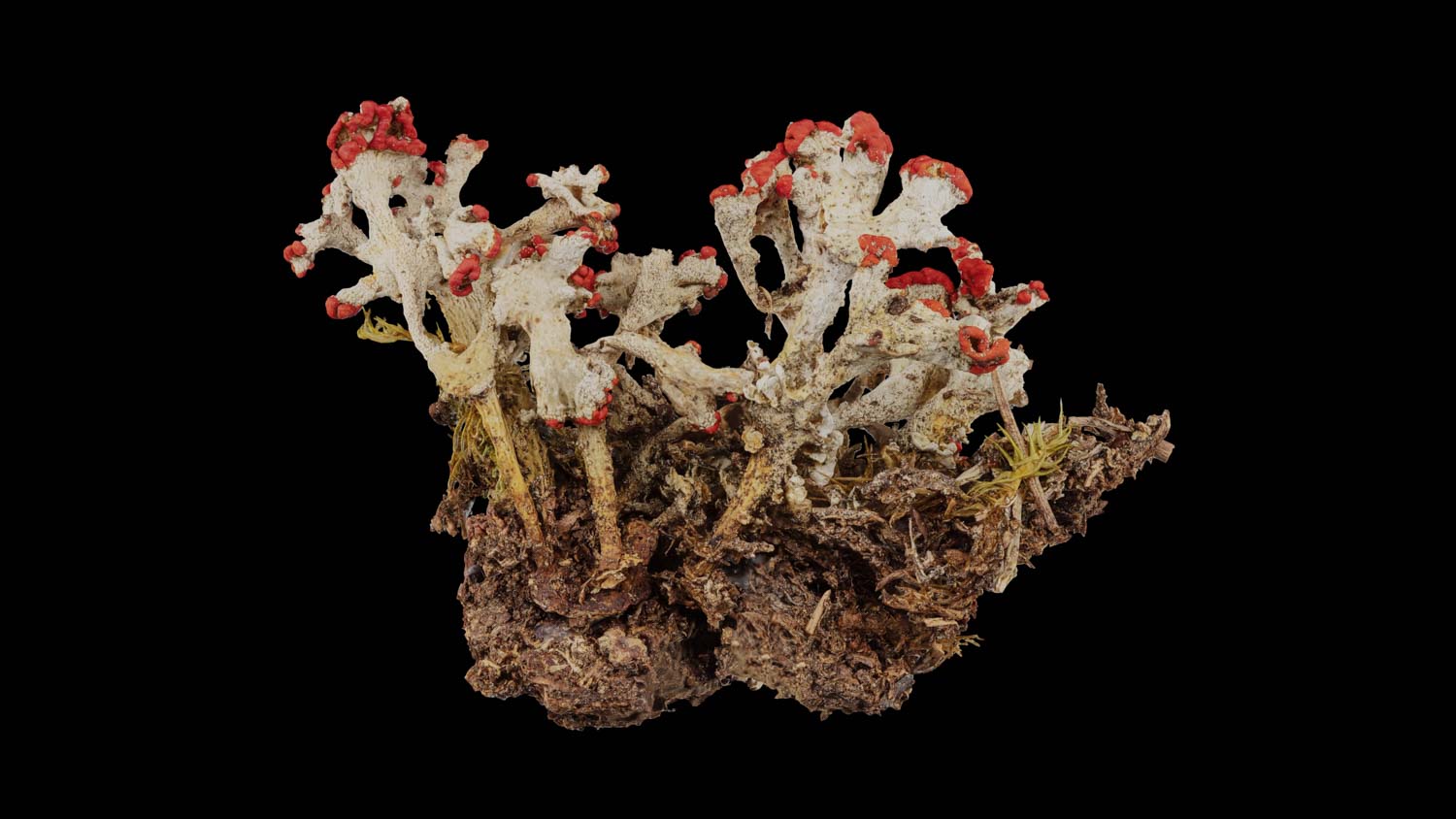 Cladonia digitata